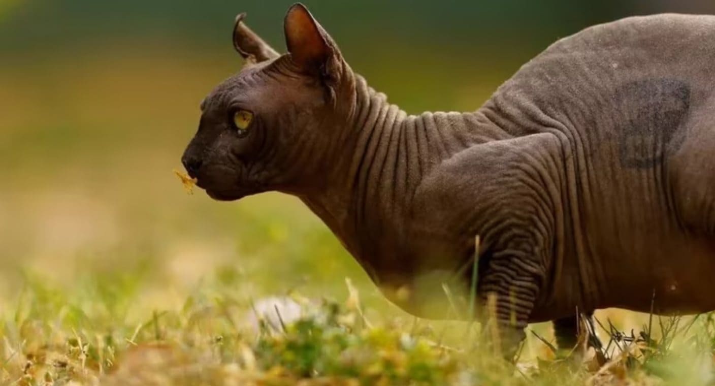 Hoy Es El D A Internacional Del Gato Por Qu Se Celebra Tres Veces Al