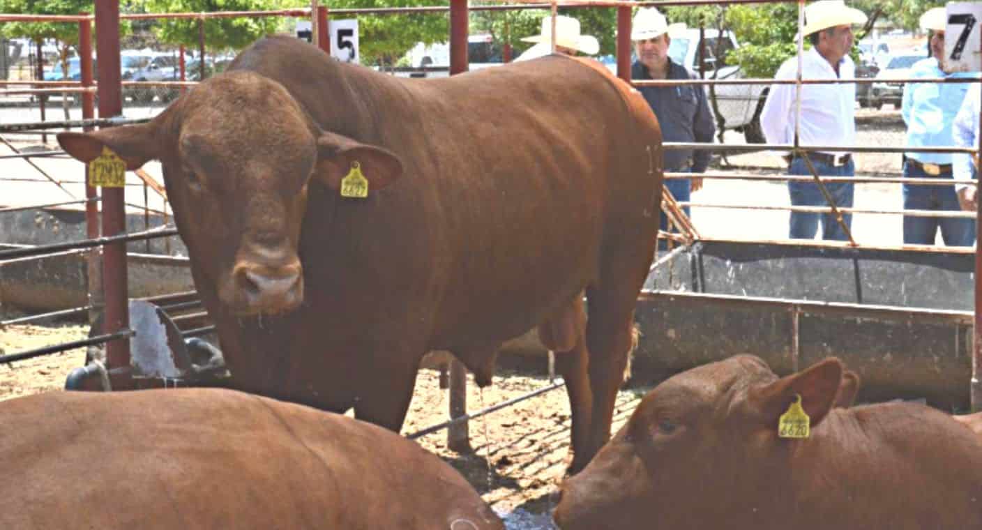 Es Sonora segundo lugar nacional en exportación de ganado a Estados