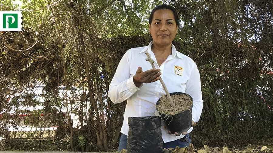 Palo verde, mezquite, y palo fierro: árboles de Sonora para disminuir  calor. Te decimos cómo sembrar en casa - Proyecto Puente