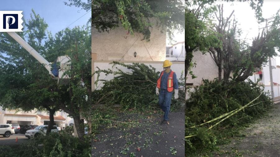 Denuncian poda de árboles por parte de la CFE, es necesario para evitar  accidentes ante lluvias, dicen expertos - Proyecto Puente