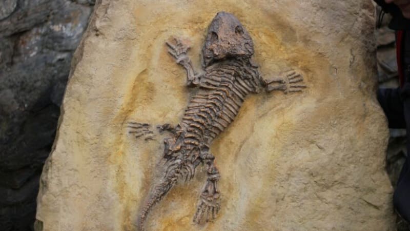 Hallan Fosiles De Reptil En El Bosque Petrificado De Arizona Proyecto Puente