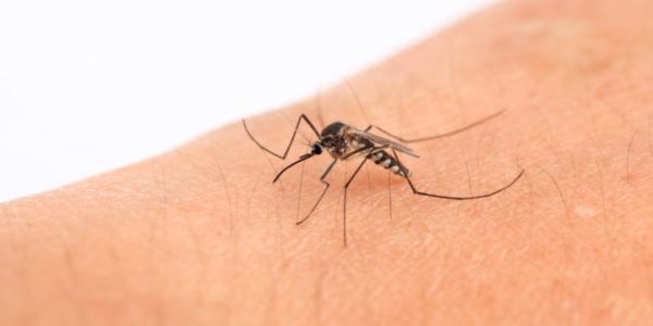 Bajan en más de 99% casos de dengue en Navojoa y Guaymas durante 2023: Salud Sonora
