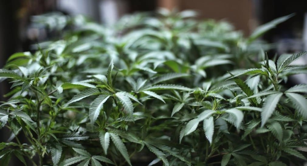 Alemania legalizará consumo y cultivo de cannabis de forma controlada