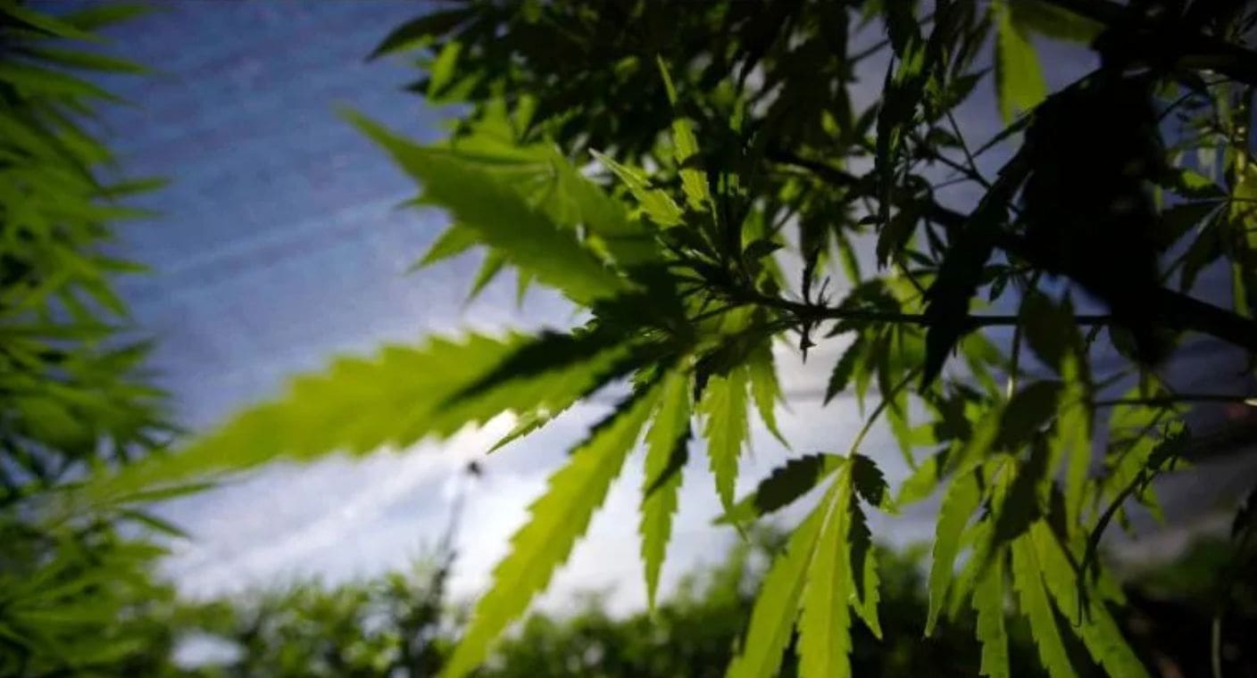 Descubren que planta con CBD, pero no es cannabis, podría ser usada para producir medicamentos