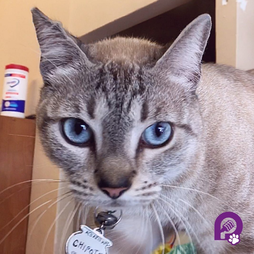 Como Se Comporta Un Gato Despues De Castrarlo