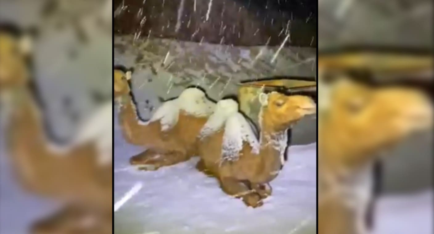 OMS confirma primer contagio de MERS-CoV en Emiratos Árabes, virus transmitido por camellos