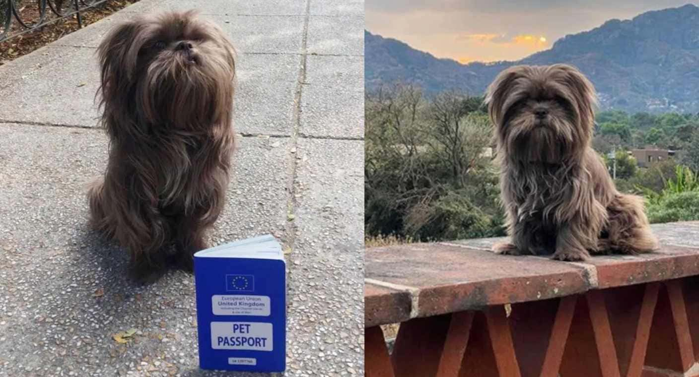 A dog from the United Kingdom loses his passport at the post office and seeks help from the embassy.