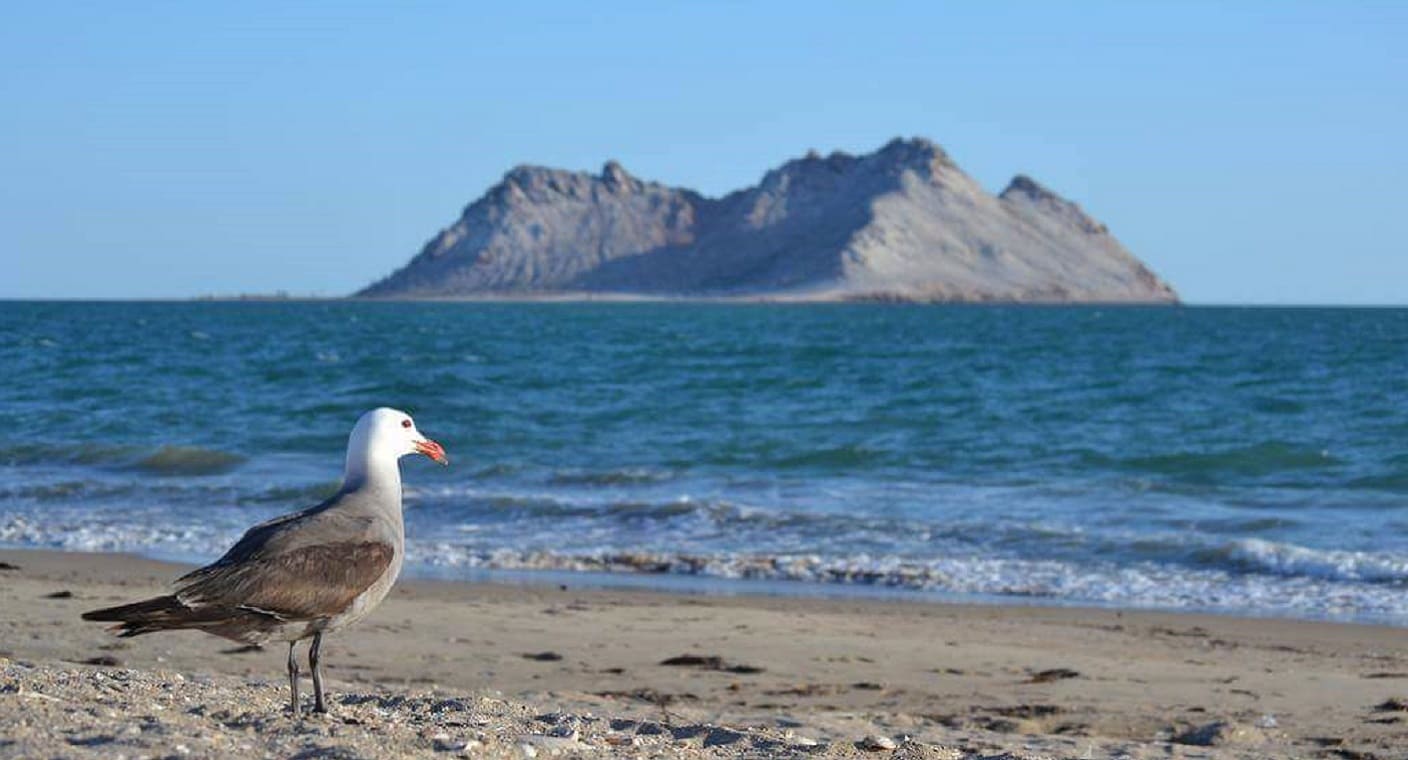 Reabren playas y muelle turístico de Bahía de Kino, Sonora, tras tormenta tropical ‘Ileana’