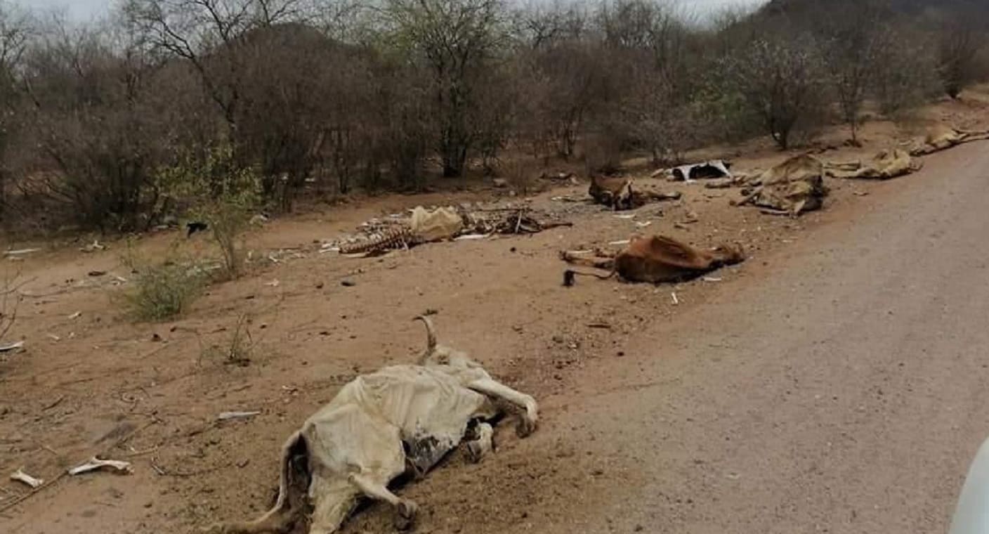Muere ganado por sequía en Álamos realizan inventario para saber