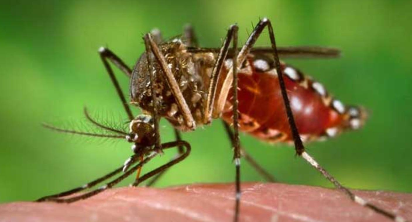 Brasil supera los 500 mil casos de dengue en 2024; Río de Janeiro declara emergencia sanitaria