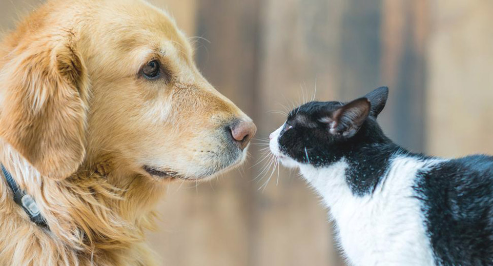 Perros y gatos podrían transmitir a sus dueños bacterias resistentes a antibióticos