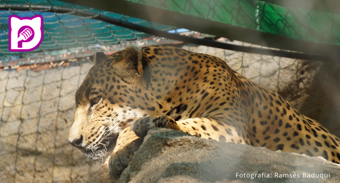 En peligro el jaguar en Sonora por crecimiento urbano, caza furtiva y