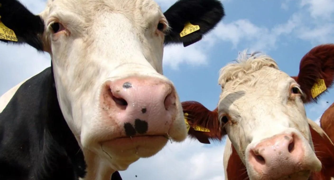 Mueren 18 mil vacas lecheras tras explosión e incendio en granja de Texas