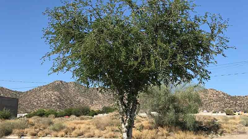 Árboles nativos de Sonora que atraen a los polinizadores - Proyecto Puente