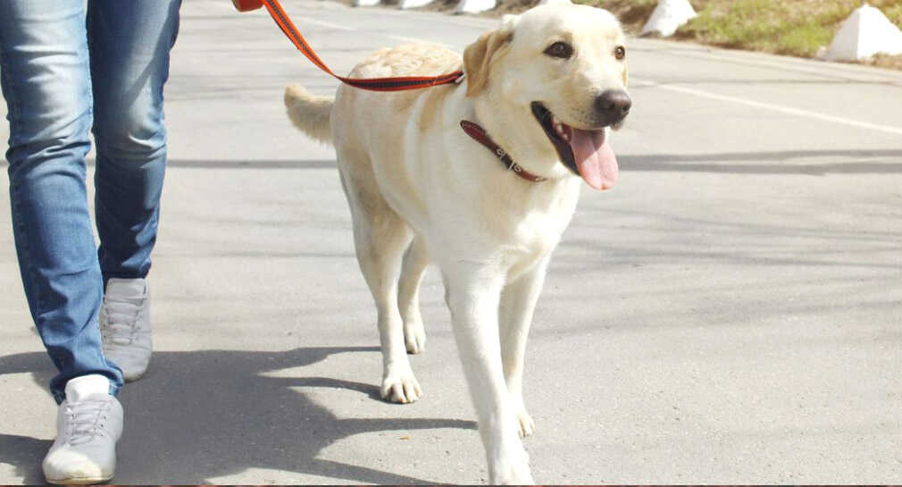 Registro de perros y gatos será en la app HermosilloGob a partir de agosto