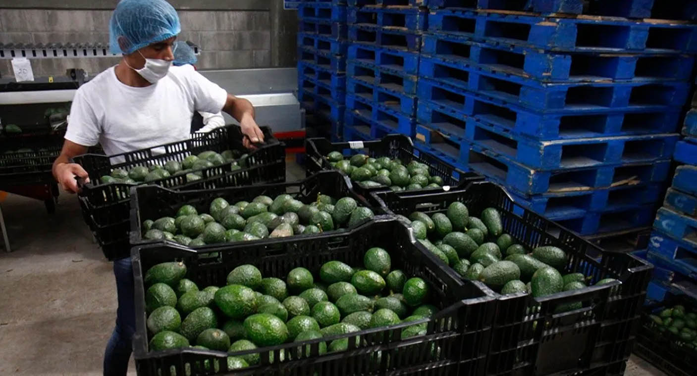 Los aguacates mexicanos de huertas ilegales no se exportarán a EEUU: Ken Salazar