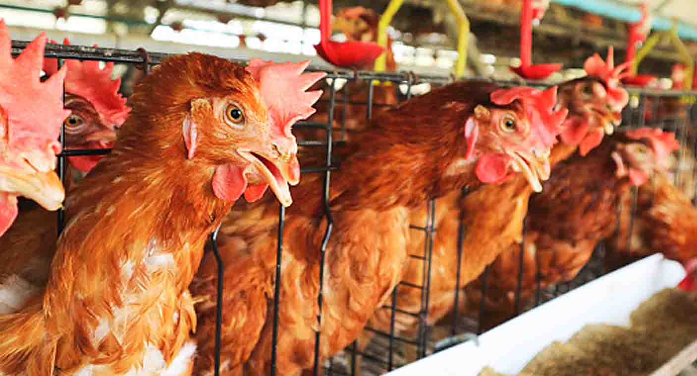 OMS planea desarrollar vacunas experimentales contra infección humana de gripe aviar