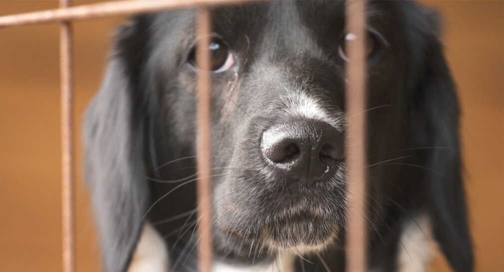 Reportan hasta 80 perros y gatos perdidos durante festejos de Año Nuevo en Hermosillo