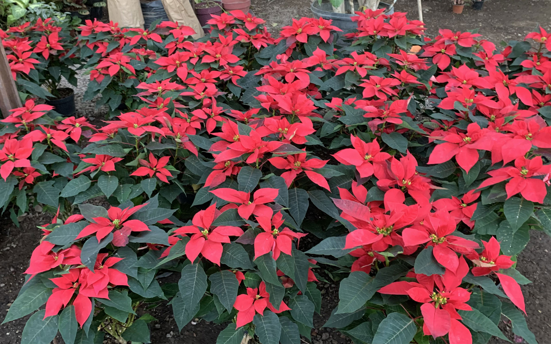 Esperan comerciantes suban ventas de Nochebuenas en Hermosillo, la flor que  despierta el espíritu navideño - Proyecto Puente