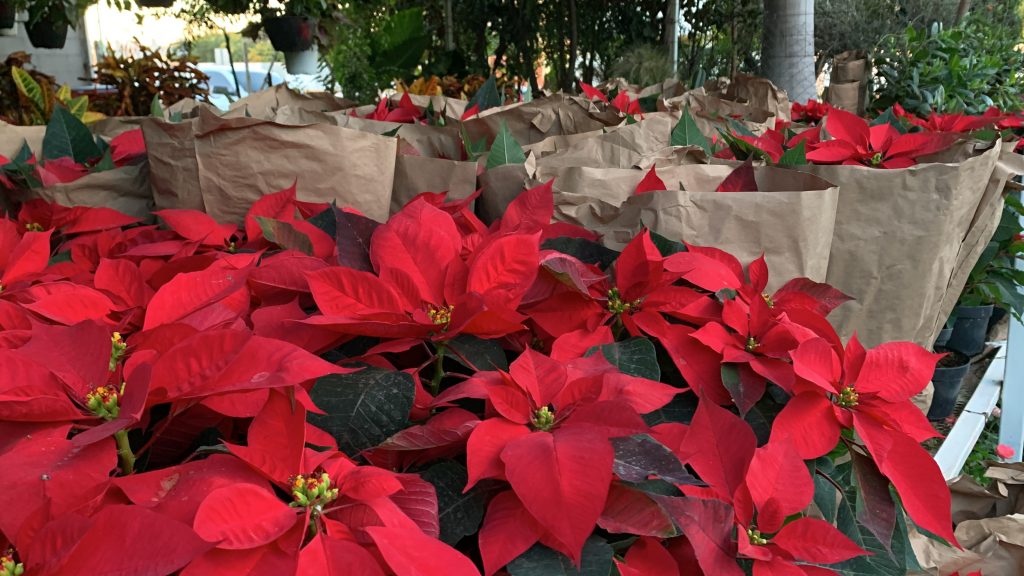 Esperan comerciantes suban ventas de Nochebuenas en Hermosillo, la flor que  despierta el espíritu navideño - Proyecto Puente