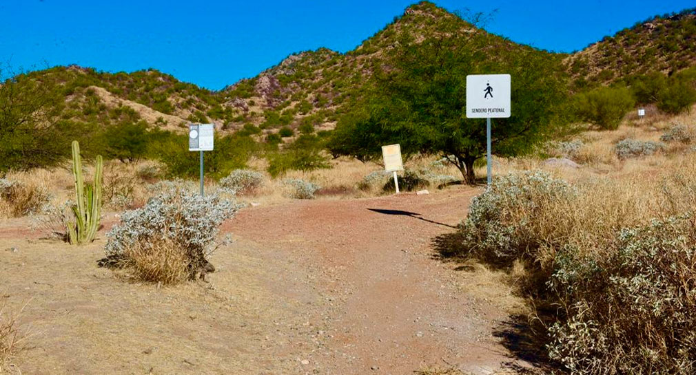 Invitan al Ecotianguis en el Cerro Johnson en Hermosillo; habrá ropa, plantas alimentos y arte