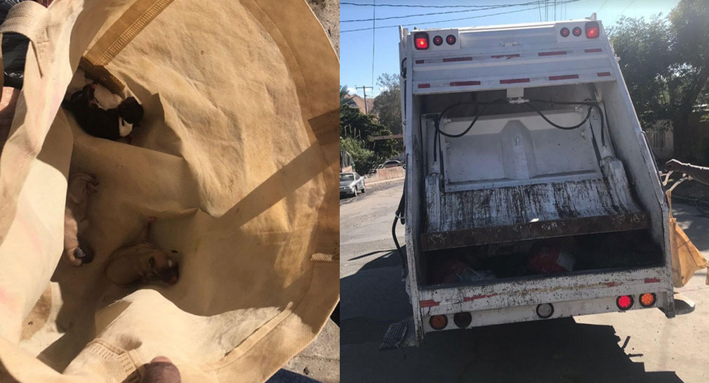 Joven recolector de basura salva a 4 cachorros de morir aplastados por el camión en Hermosillo