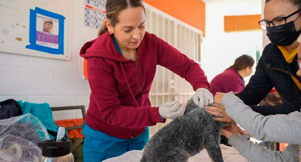 Invitan a jornada de vacunación antirrábica desde el auto para perros y gatos en Hermosillo