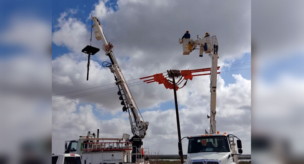 Colocan estructuras artificiales en postes de electricidad para reducir muertes de aves en la Costa de Hermosillo
