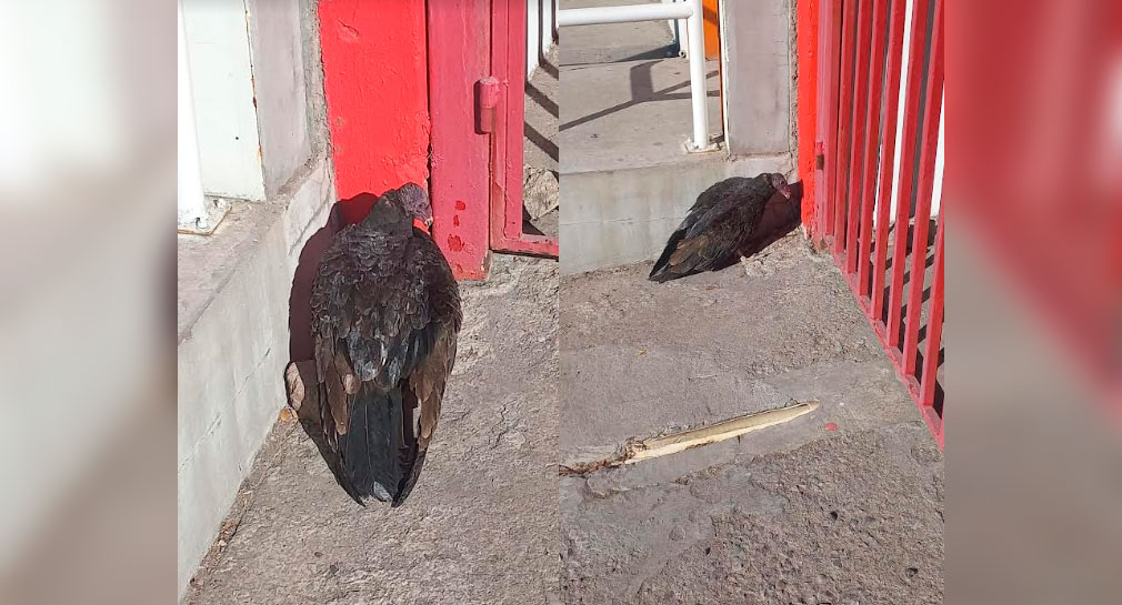 Atienden a zopilote herido de un ala en la colonia Pitic de Hermosillo
