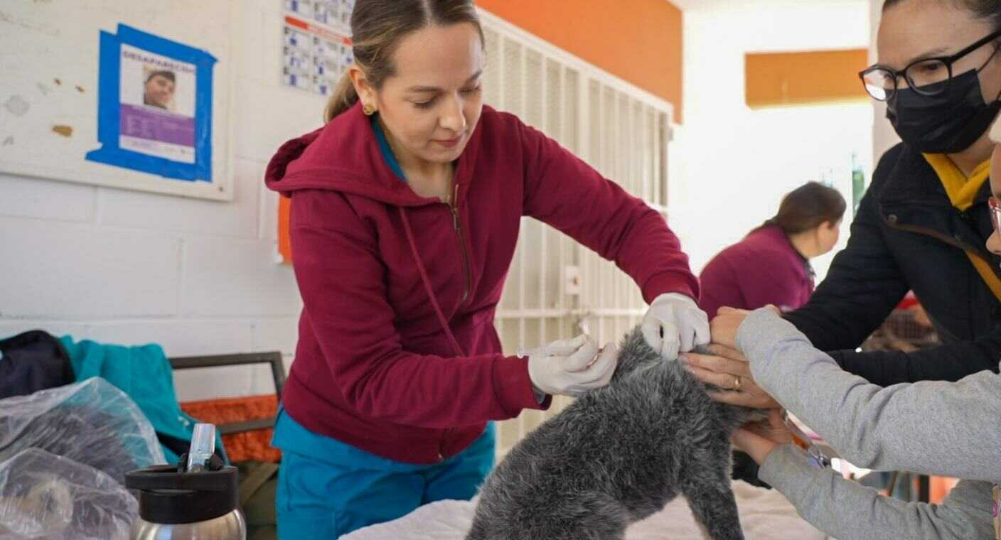 Salud Sonora mantiene vigilancia epidemiológica por rabia silvestre en perro de Bahía de Kino