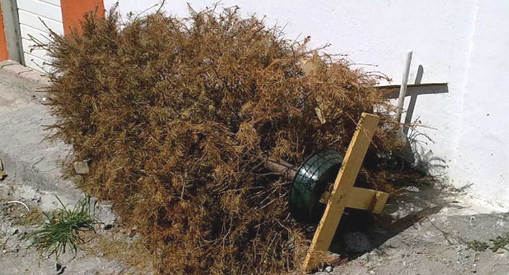 Más de 110 árboles navideños recolectó el Ayuntamiento de Hermosillo en campaña de limpieza