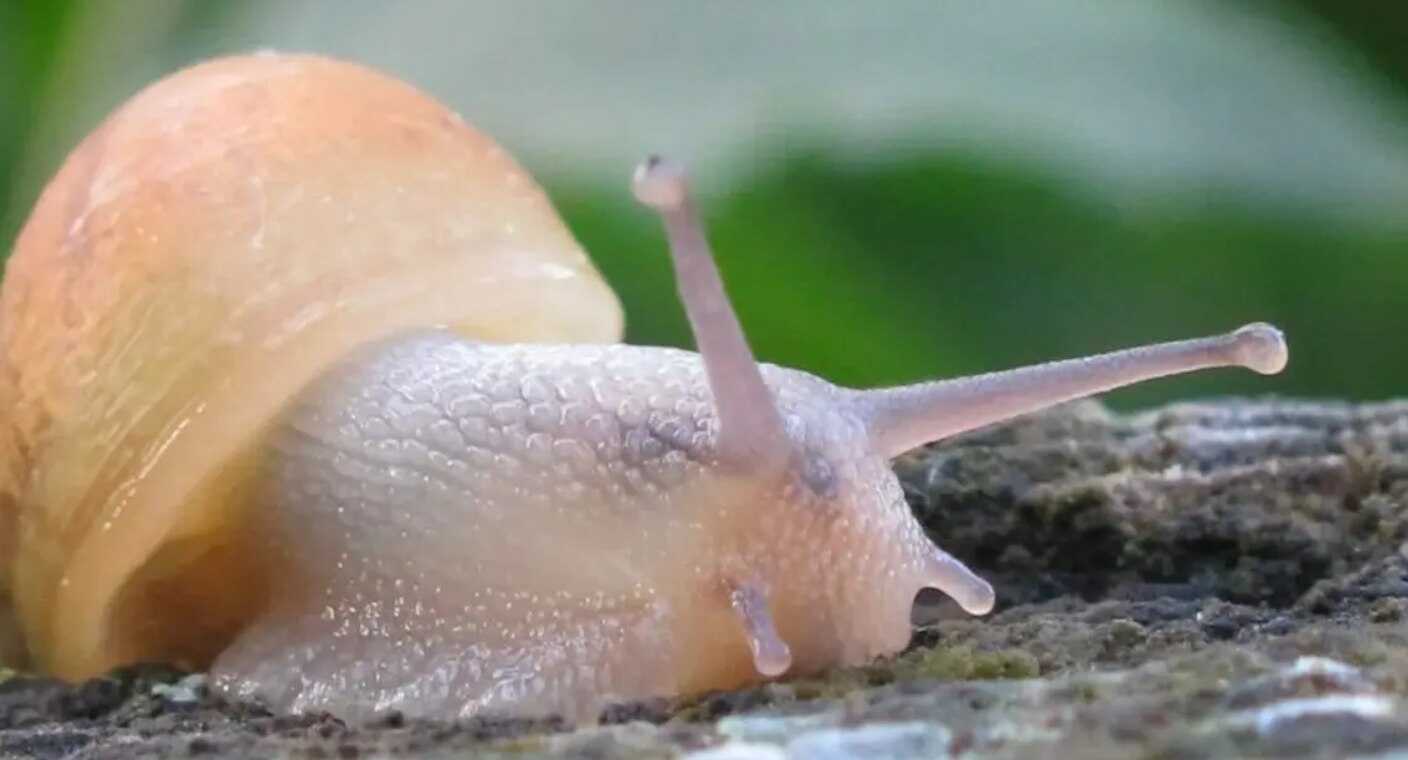 Crean adhesivo para heridas a partir de moco de caracol