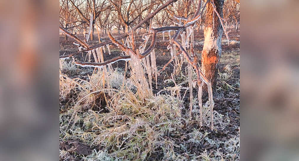 Se congelan árboles y parte de suelo en campos agrícolas en la Costa de Hermosillo (VIDEO)