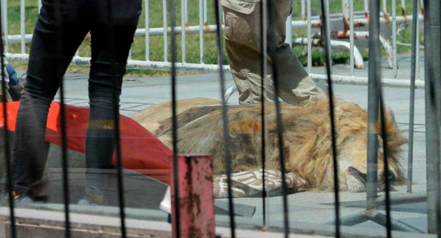 Con león muerto, protestan frente al Palacio de La Moneda en Chile
