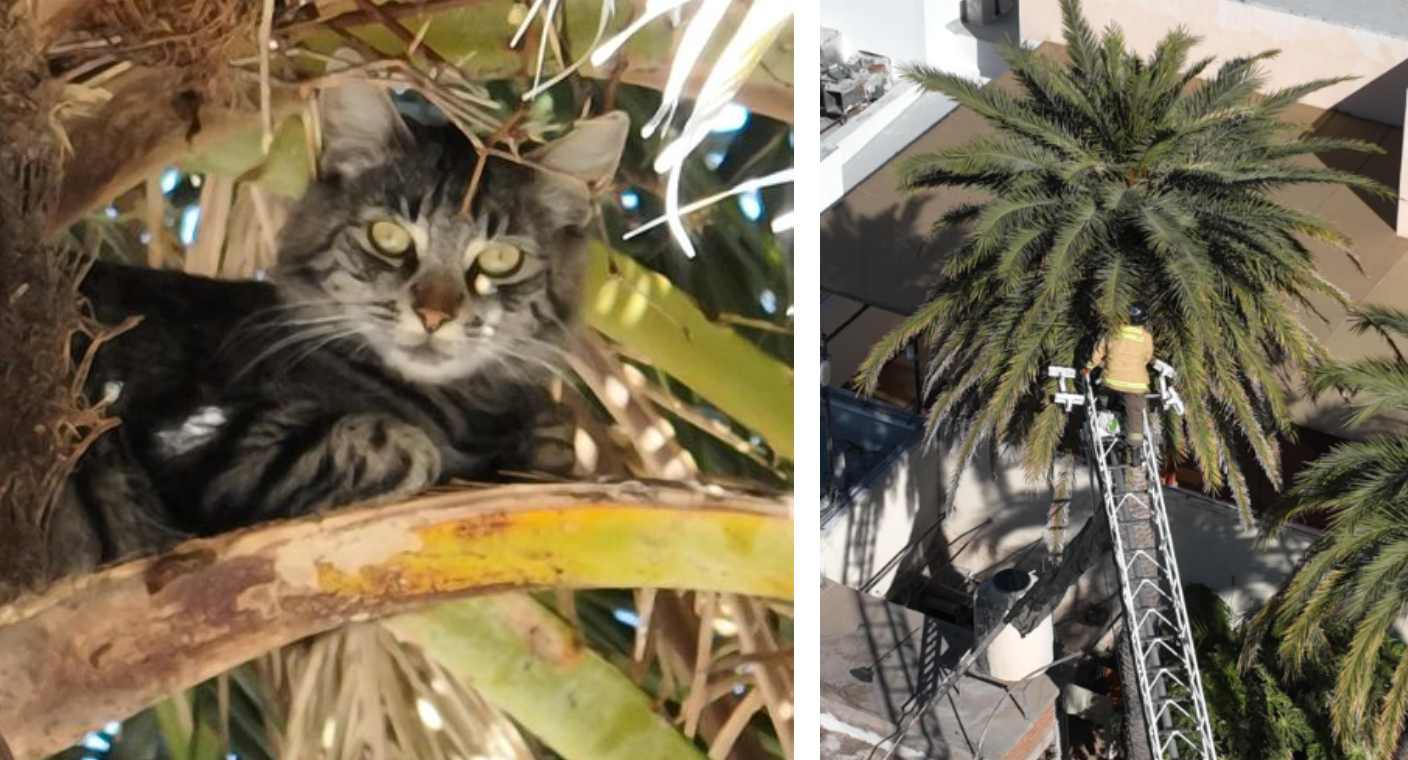 Bomberos de Hermosillo rescatan a gatita Missy tras dos días atrapada en palmera: “Toda vida es importante”, asegura elemento