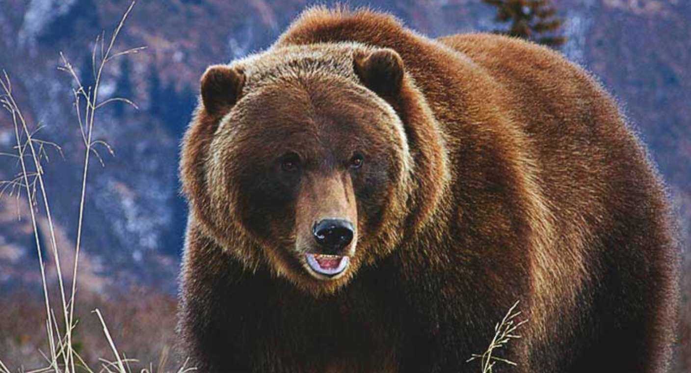Sacrifican a 3 osos grizzly en EEUU por dar positivo a influenza AH5N1