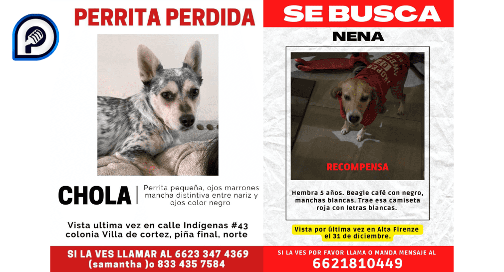 En diciembre, Pata de Perro atendió 55 reportes por perros y gatos extraviados en Hermosillo; 20 fueron identificados