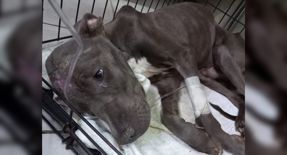 “Estaba agonizando”: rescatistas buscan ayuda para salvar a Bruno, pitbull localizado en estado de abandono en Hermosillo