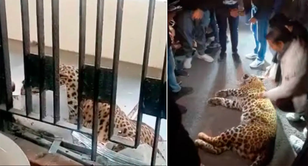 Leopardo irrumpe en tribunal de la India y hiere a cinco personas