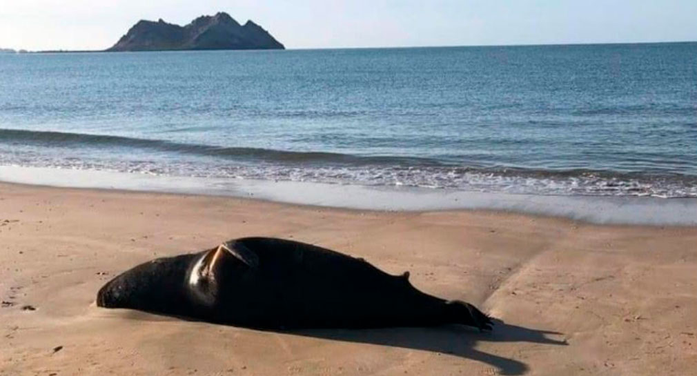 En Bahía de Kino es común ver especies atacadas y dañadas por la pesca: Especialista