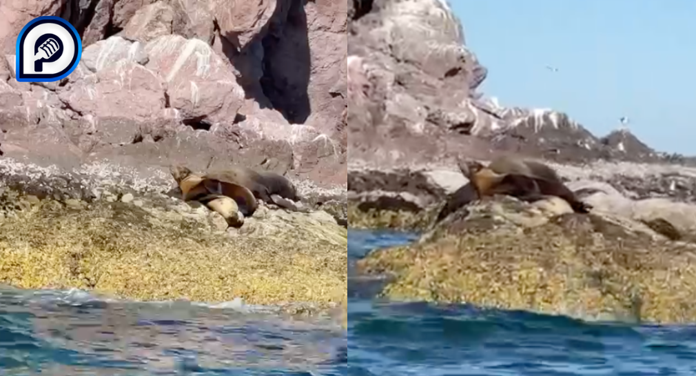 Turistas reportan a lobo marino con red de pesca atorada en el cuello en Bahía de Kino