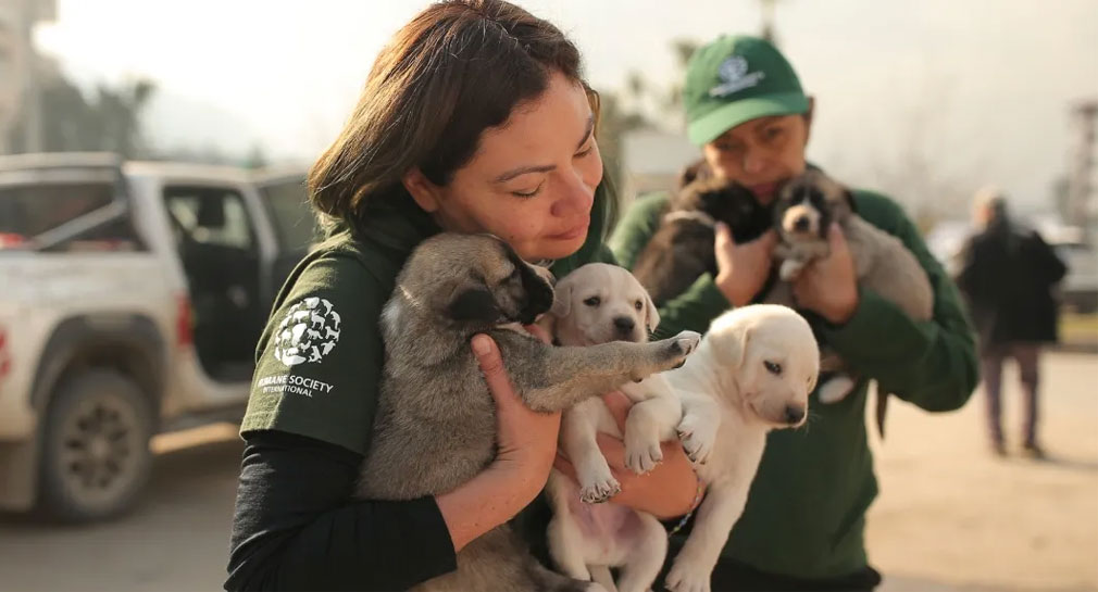 Brigadas llegan a Turquía para ayudar a miles de animales afectados por los sismos
