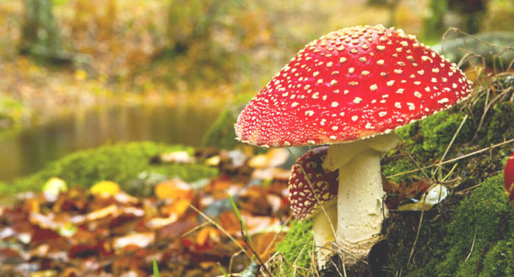 Importancia del reino fungi en la