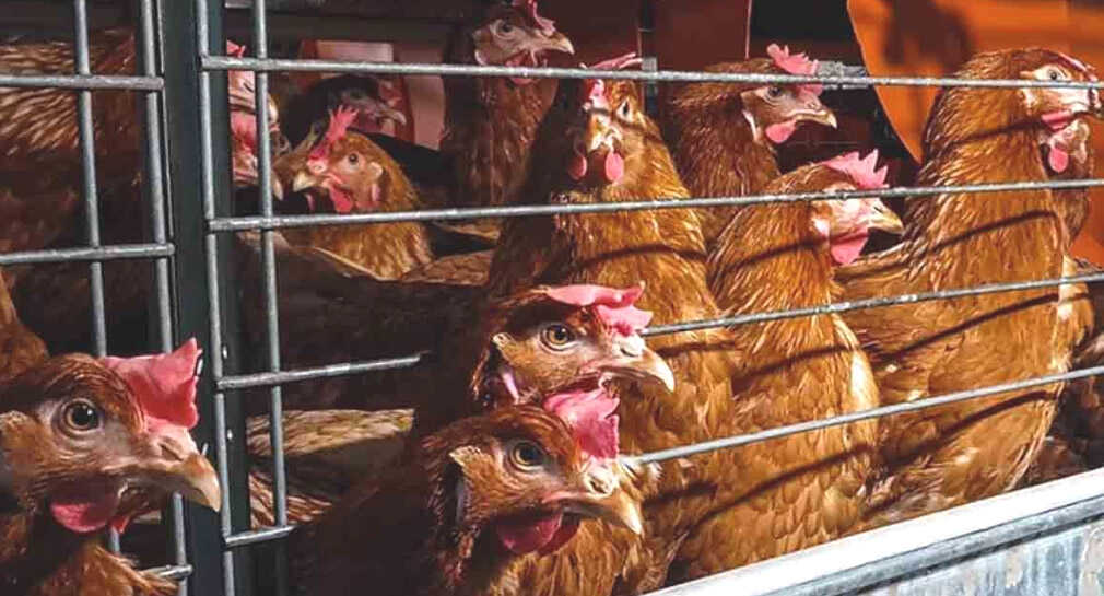 Brote de gripe aviar empeora y afecta a gallinas ponedoras: Organización Mundial de Salud Animal