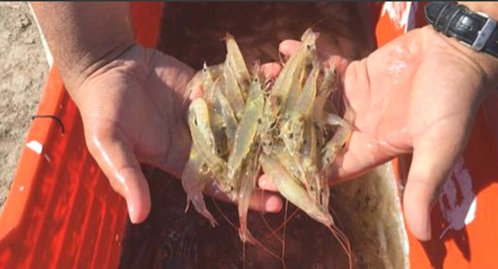 No hay daño ambiental en Estero de la Cruz por granja camaronícola en Bahía de Kino, señala titular de Sanidad Acuícola en Sonora