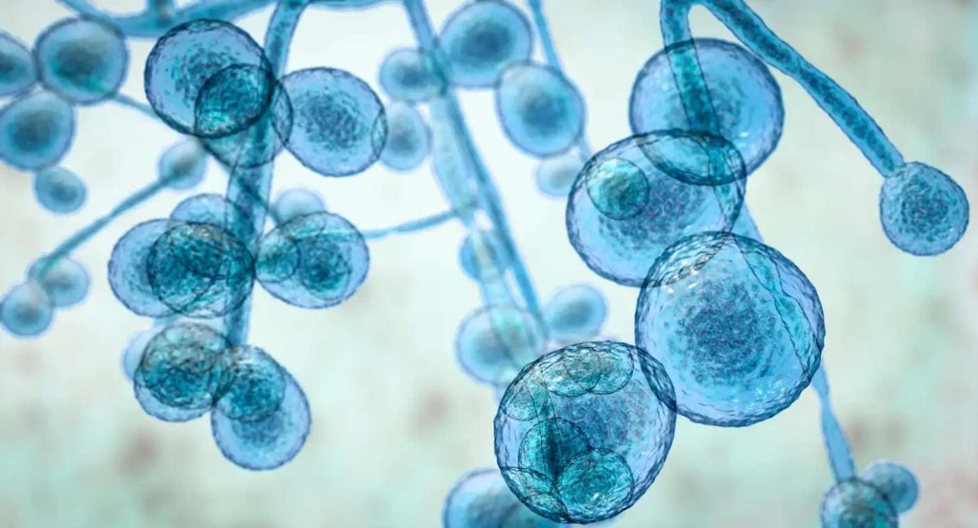 Reportan casos de hongo superresistente a medicamentos que se extiendo por hospitales de EEUU