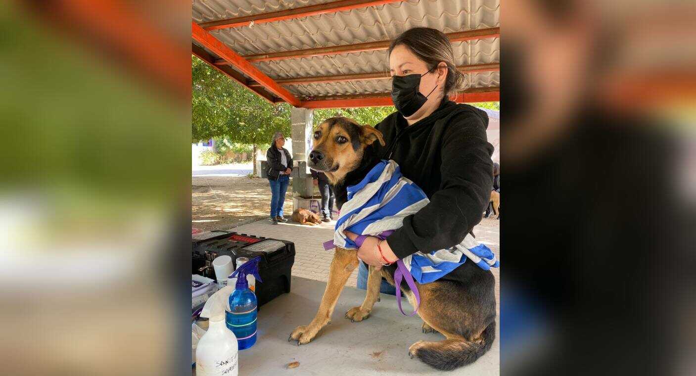 Más de 170 perros y gatos reciben atención médica en jornada de salud en colonia Manantiales y Poblado Miguel Alemán