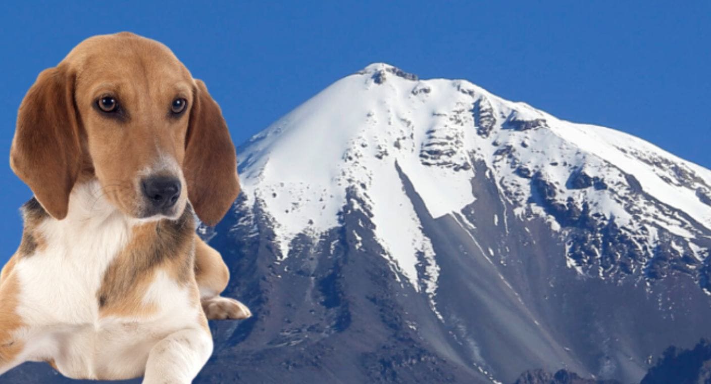 Alpinista sonorense subirá el Pico de Orizaba en apoyo a perros en situación de calle
