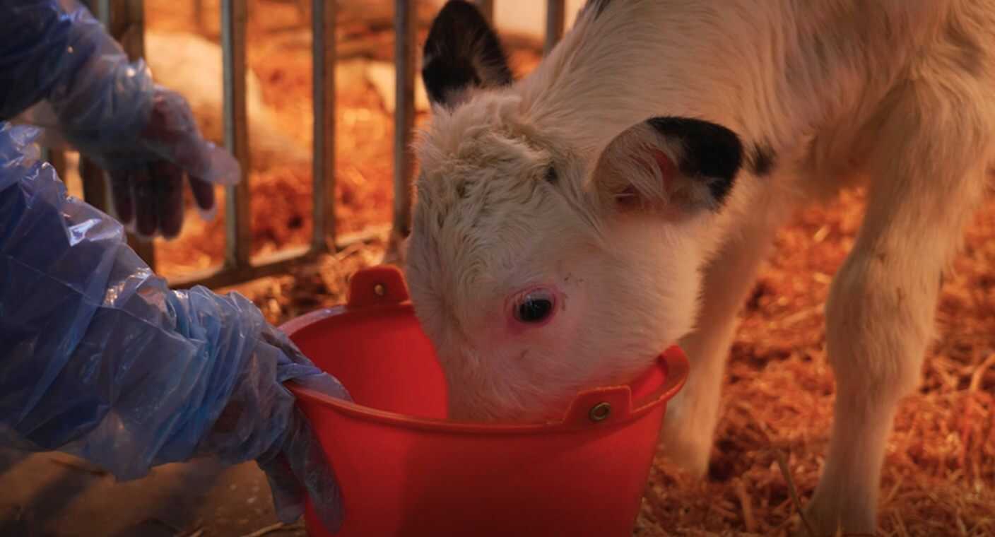 Por primera vez una vaca produce insulina humana en su leche