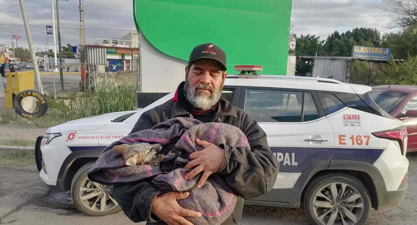 Hombre rescata a zorro herido cerca de la presa Abelardo L. Rodríguez, en Hermosillo